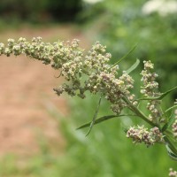 Chenopodiastrum murale (L.) S.Fuentes, Uotila & Borsch